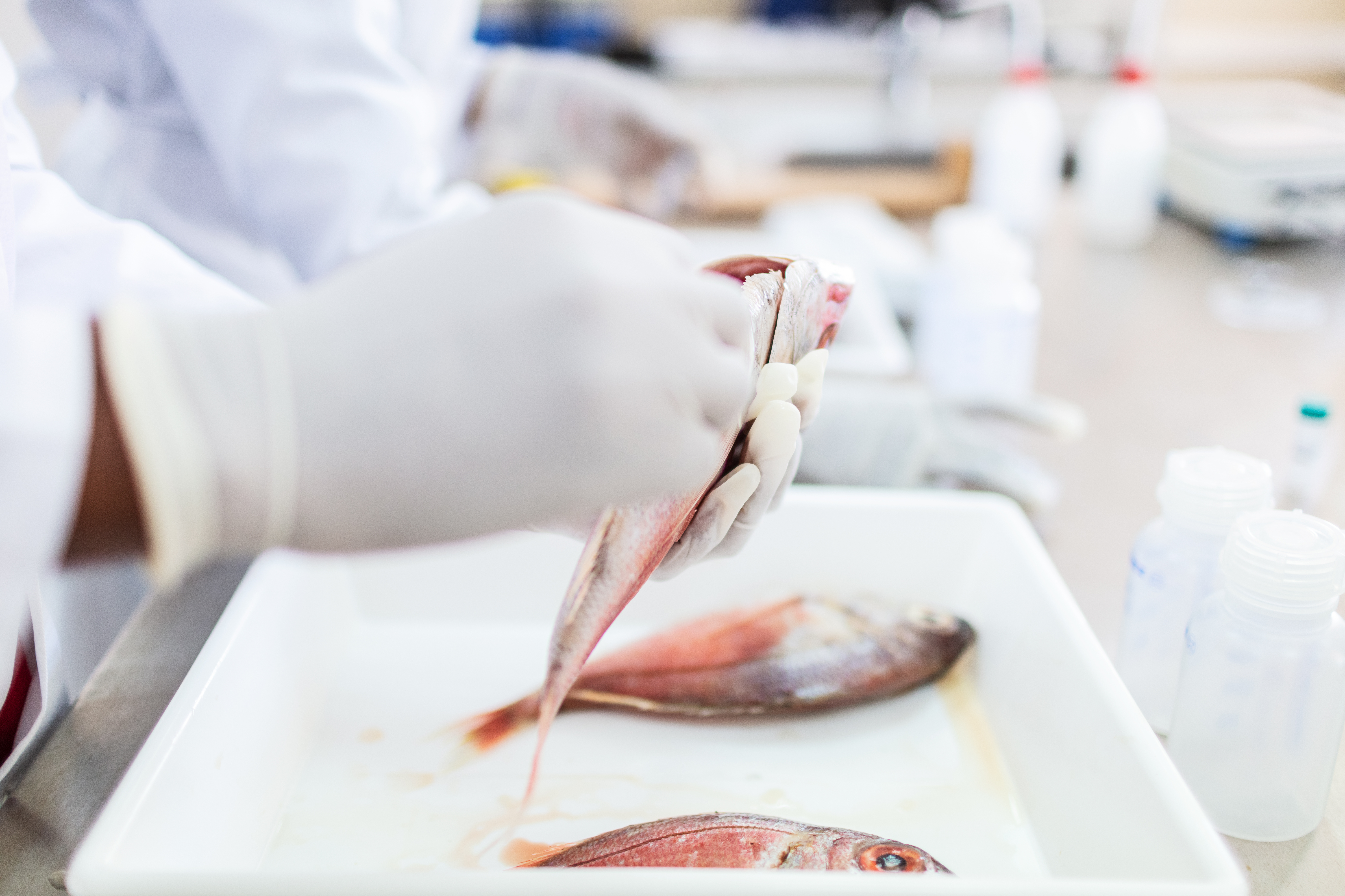 researcher in a lab examining fish