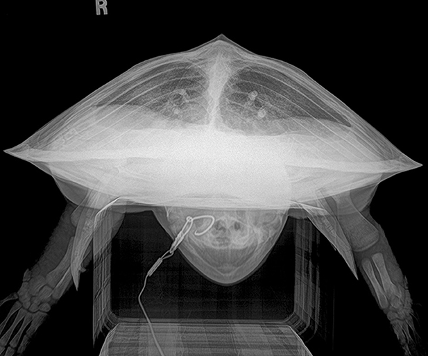 Rostrocaudal (RoCd) projection of a hook-and-line capture, otherwise healthy juvenile Kemp's ridley sea turtle (Lepidochelys kempii).