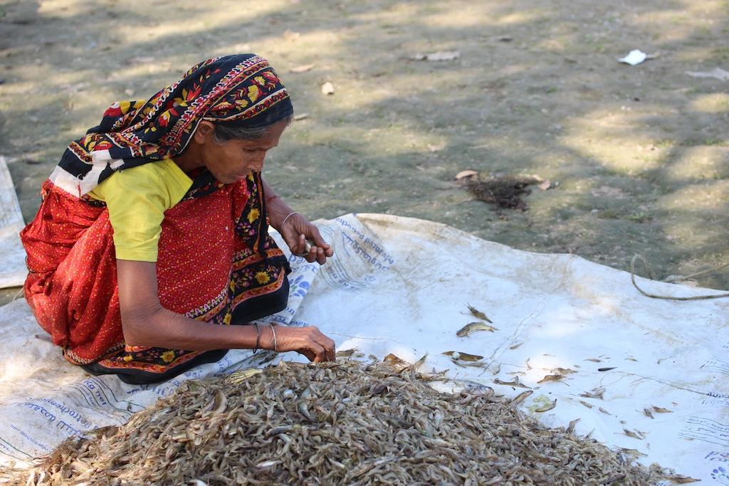 a woman from Bangladesh harvesting small fish