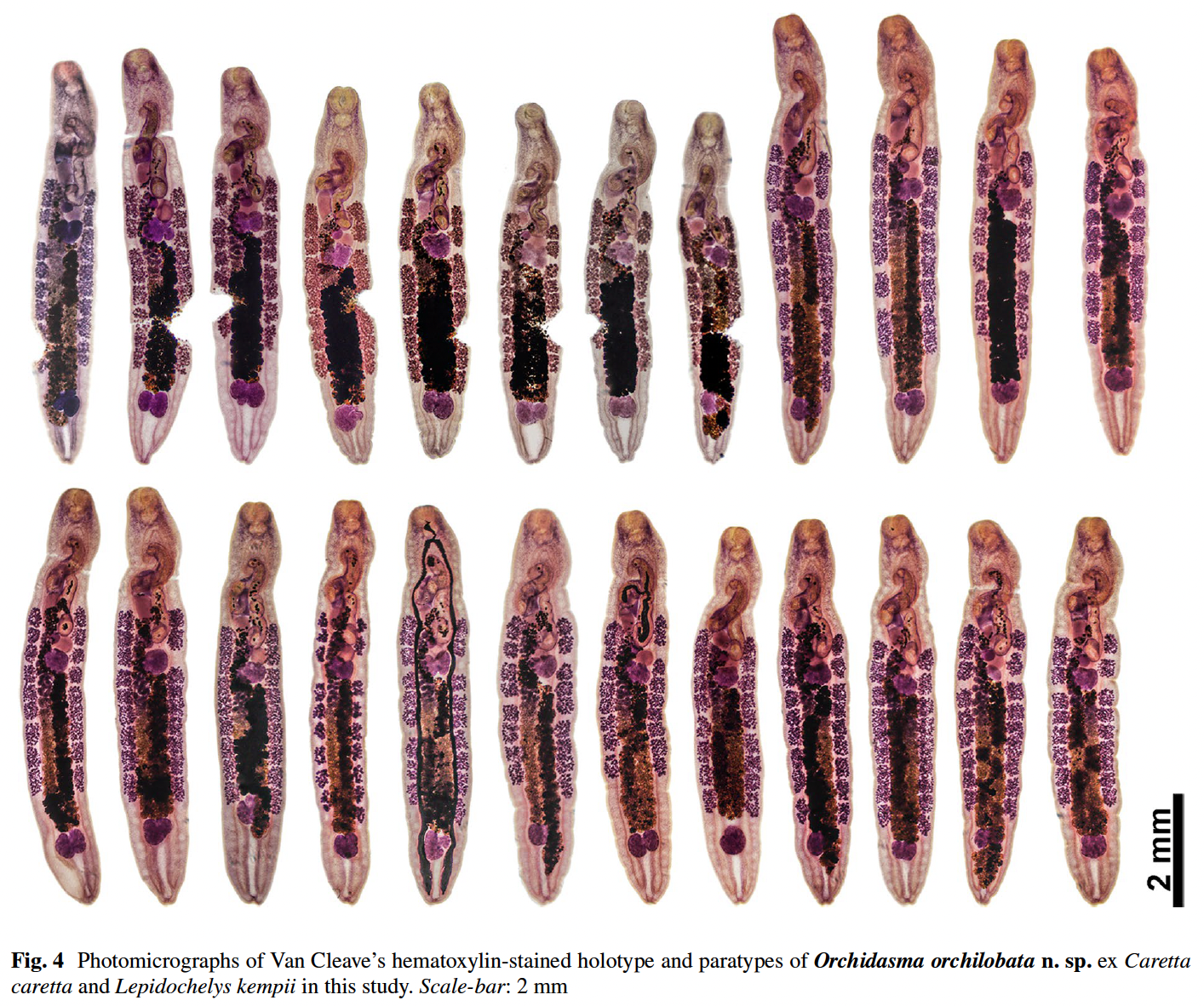 Photomicrographs of Van Cleave’s hematoxylin-stained holotype and paratypes of Orchidasma orchilobata n. sp. ex Caretta caretta and Lepidochelys kempii in this study. Scale-bar: 2 mm